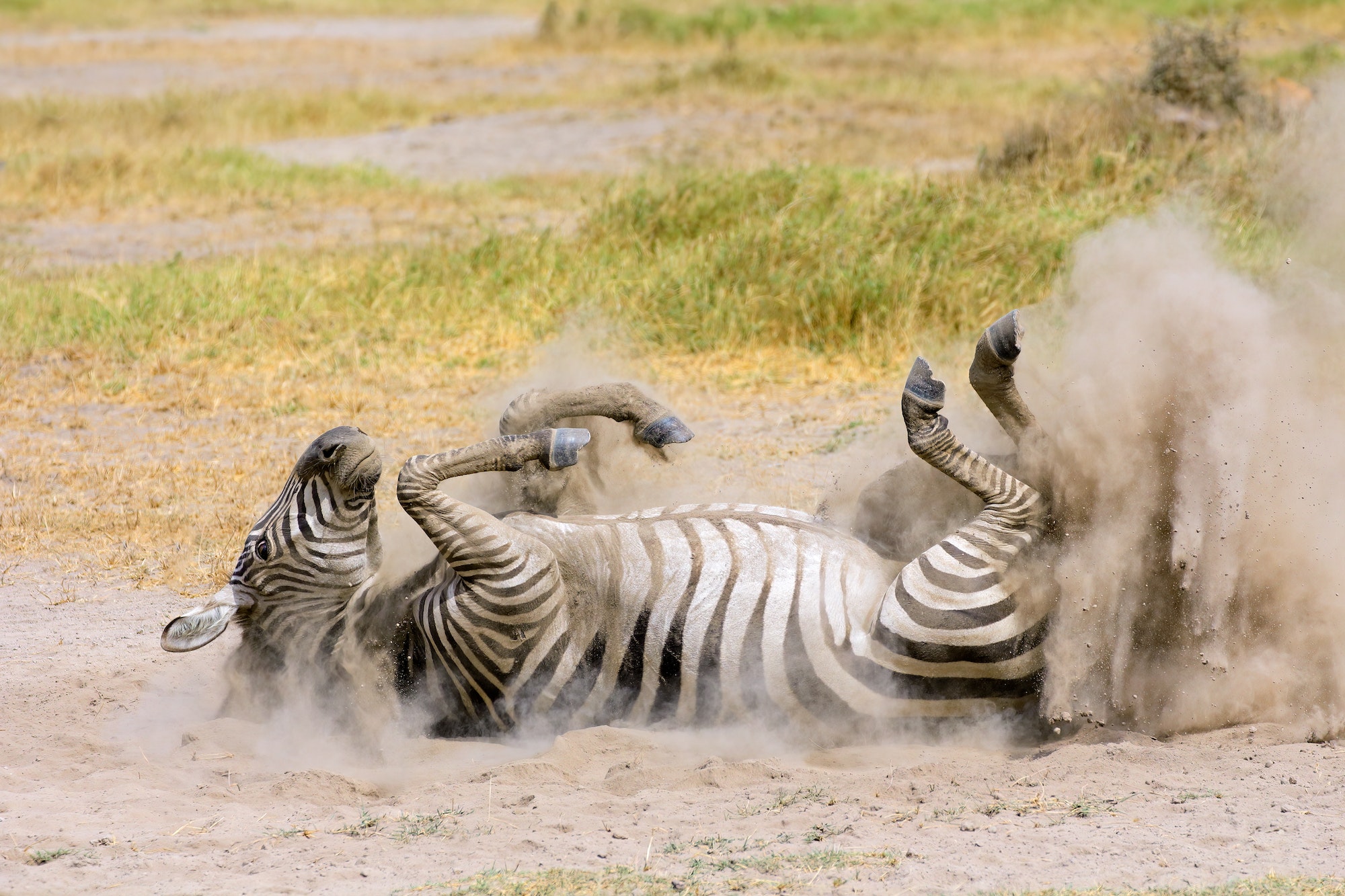 A plains zebra (Equus burchelli) rolling in dust, Amboseli National Park, Kenya