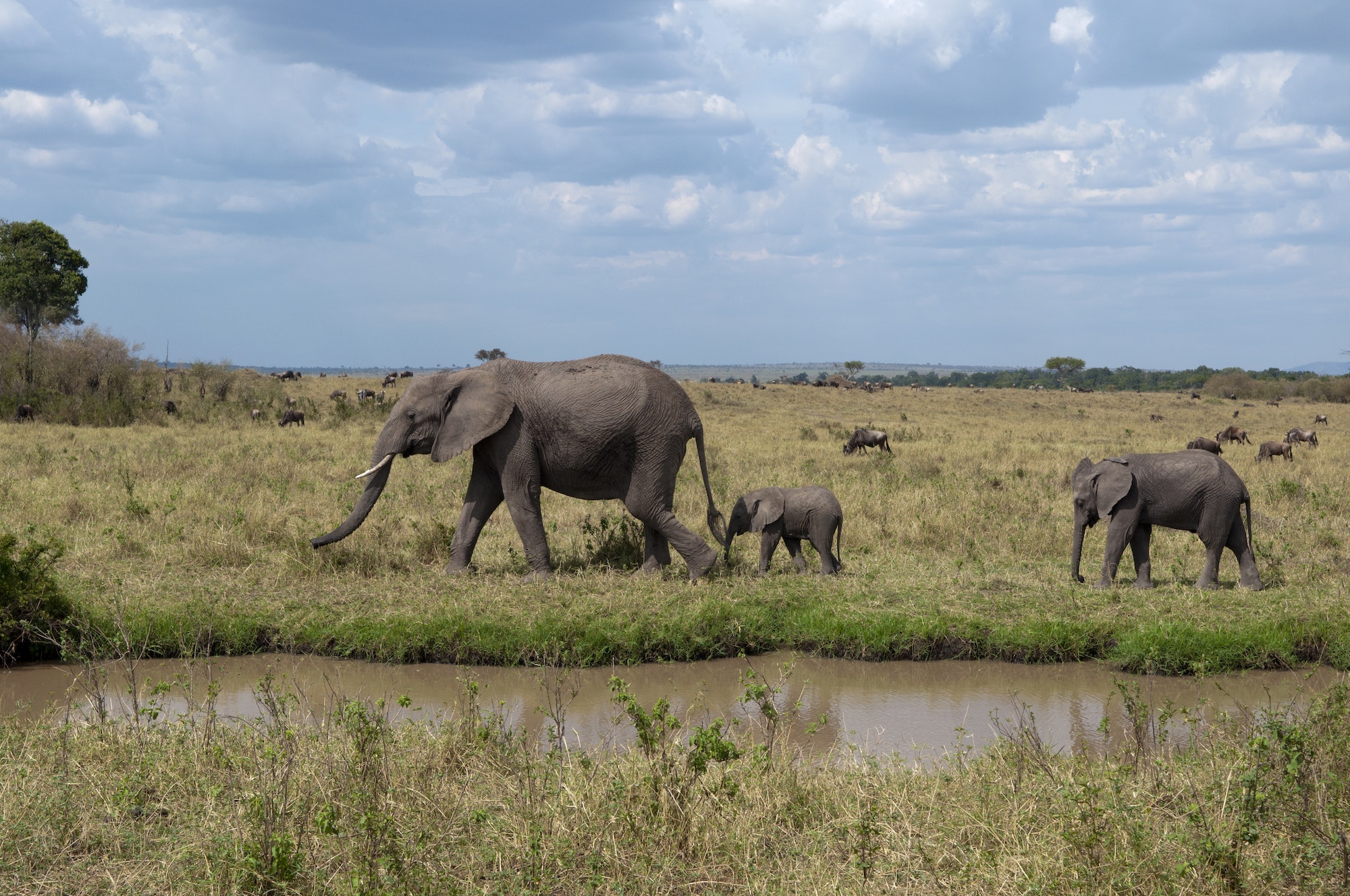 African Elephant and cubs (Loxodonta africana), Maasai Mara National Reserve, Rift Valley, Kenya,