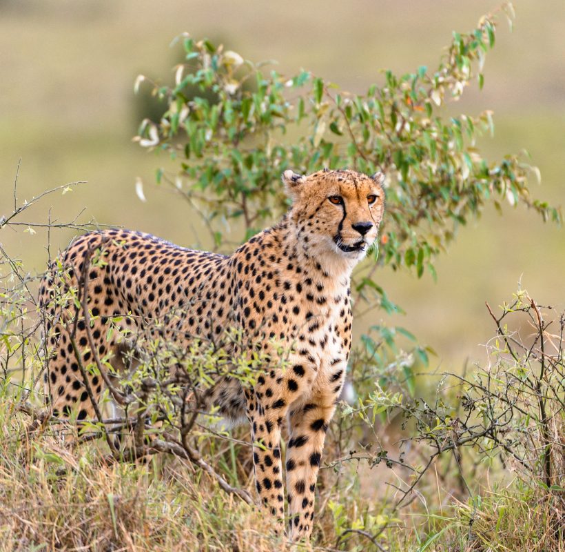 Wildlife in the savannah of east Africa