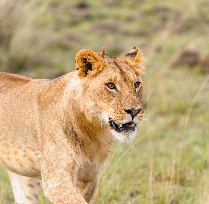 Wildlife in the savannah of east Africa